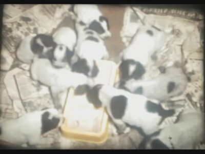 8mm - De honden deel 2